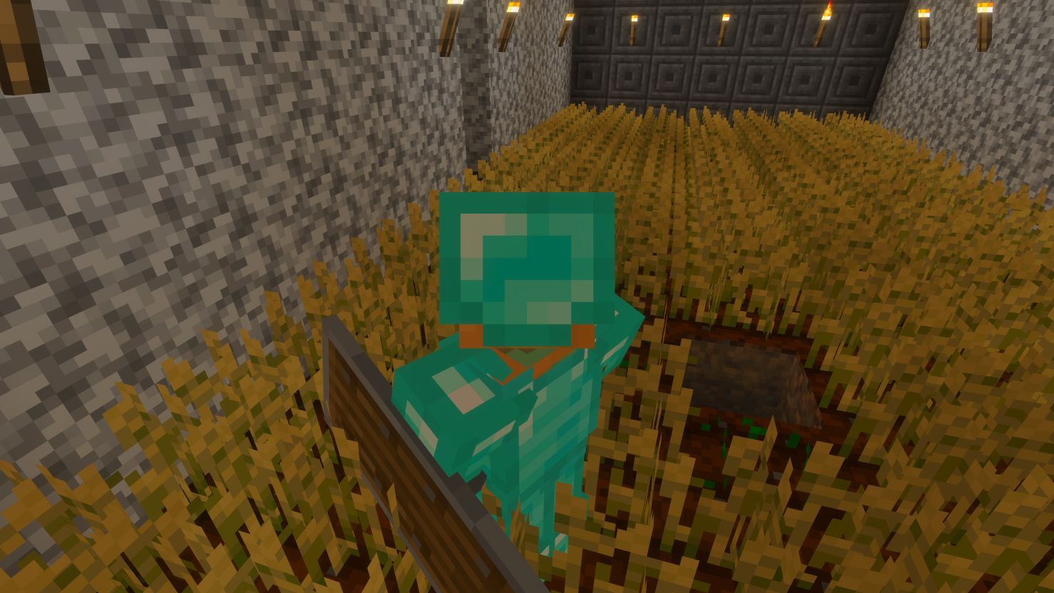 Wheat crops