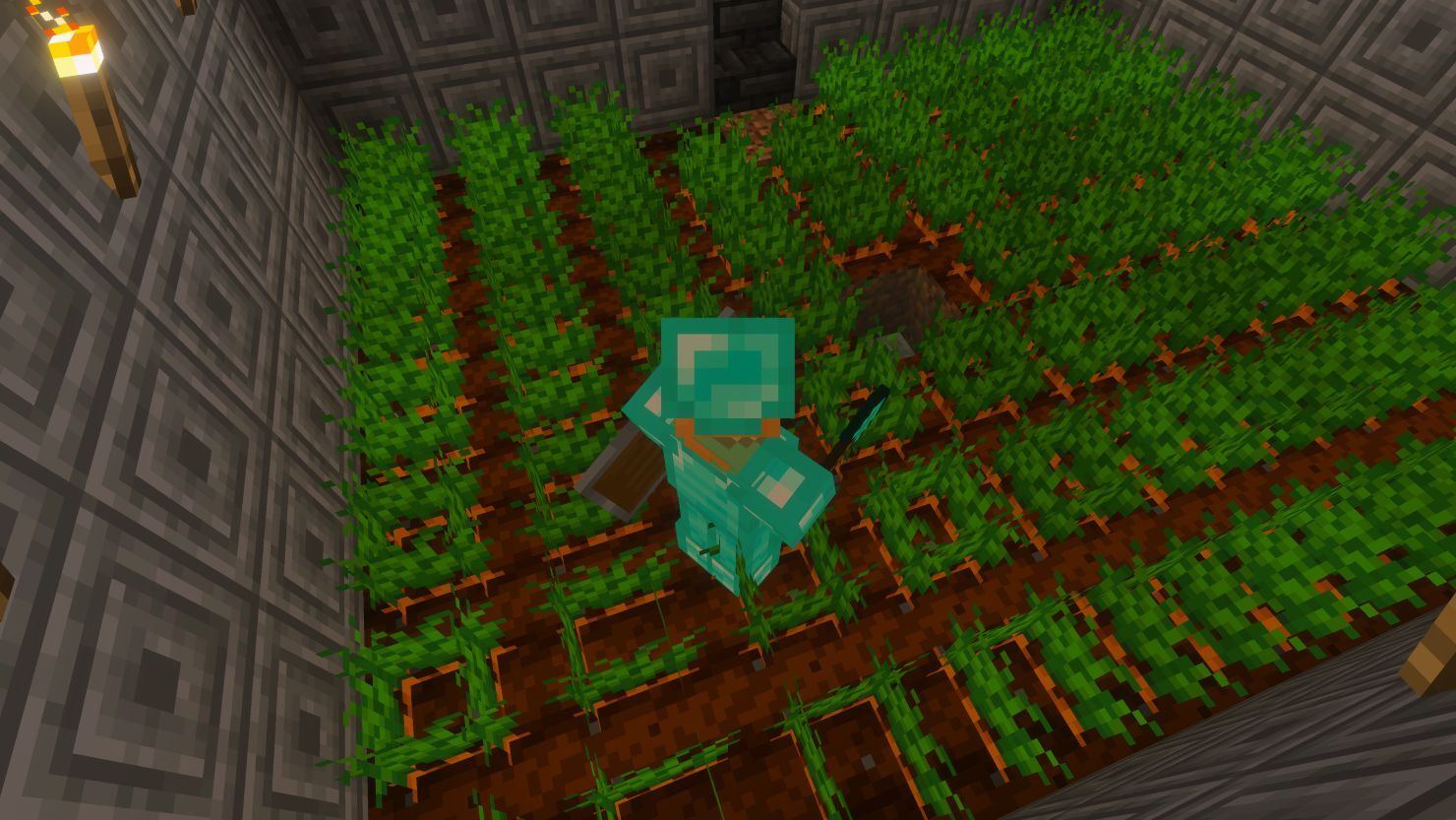 Carrot crops