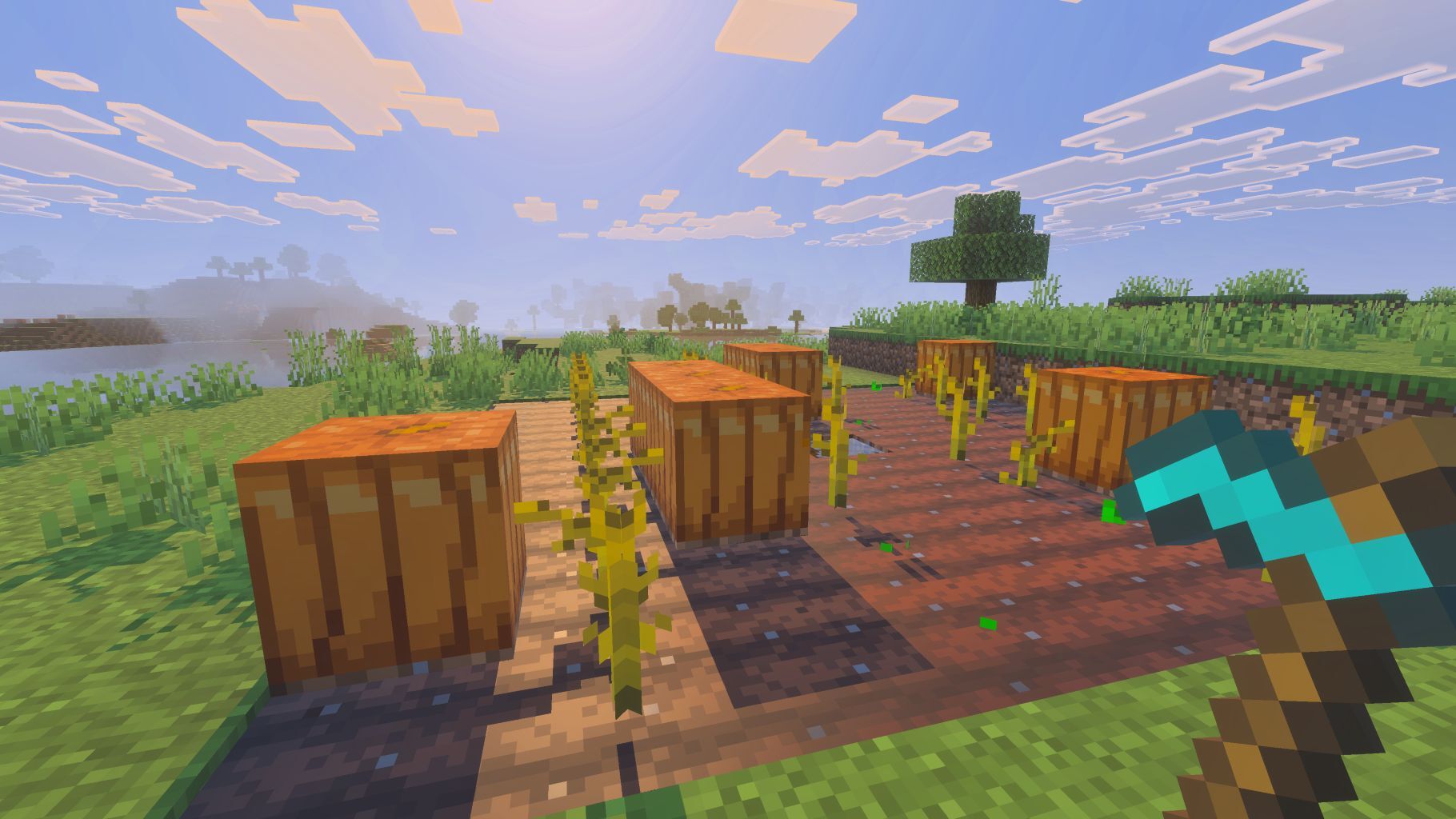 Pumpkin farming