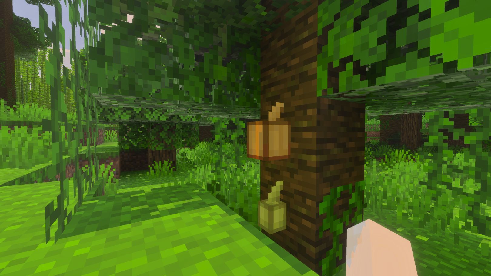 Cocoa pods in the jungle