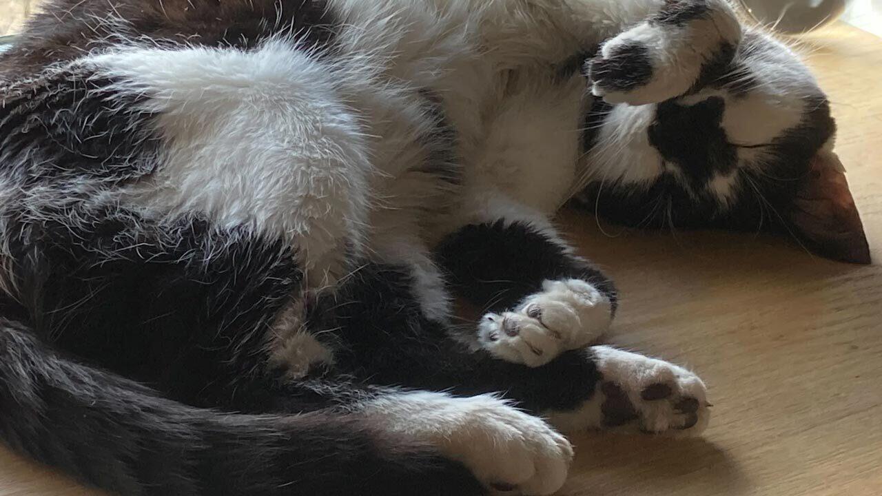 네, '갓 오브 워: 스파르타의 아들들' 개발사가 실제 존재하는 사랑스러운 고양이에서 이름을 따왔습니다.